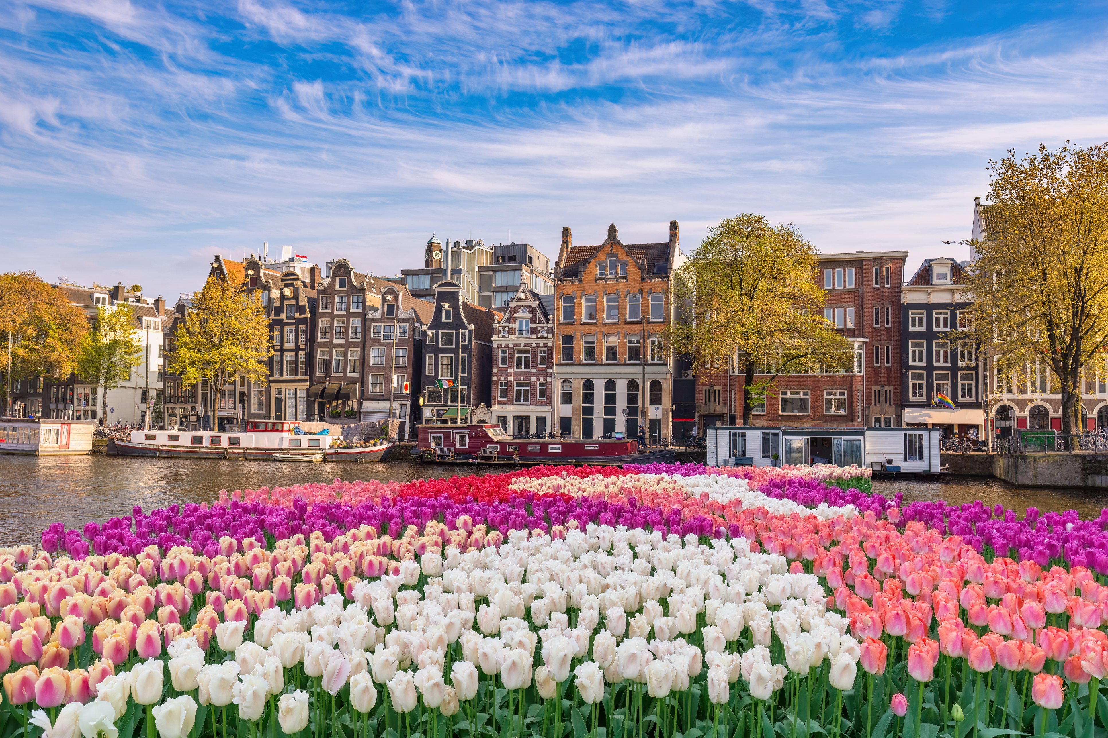 Blomstrande Holland med buss, 7 dagar